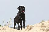 CANE CORSO 178